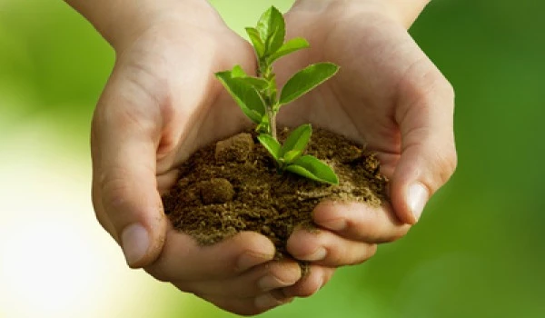 Planta verde representando sostenibilidad ambiental